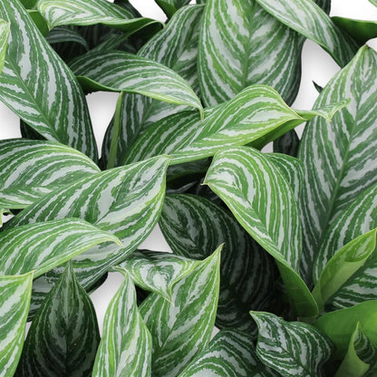Dettaglio foglie Aglaonema Stripes con eleganti striature verde scuro e argento