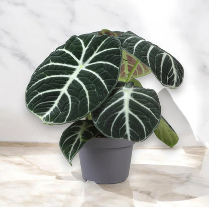 Alocasia Ninja pianta da interno con foglie verde scuro in vaso decorativo