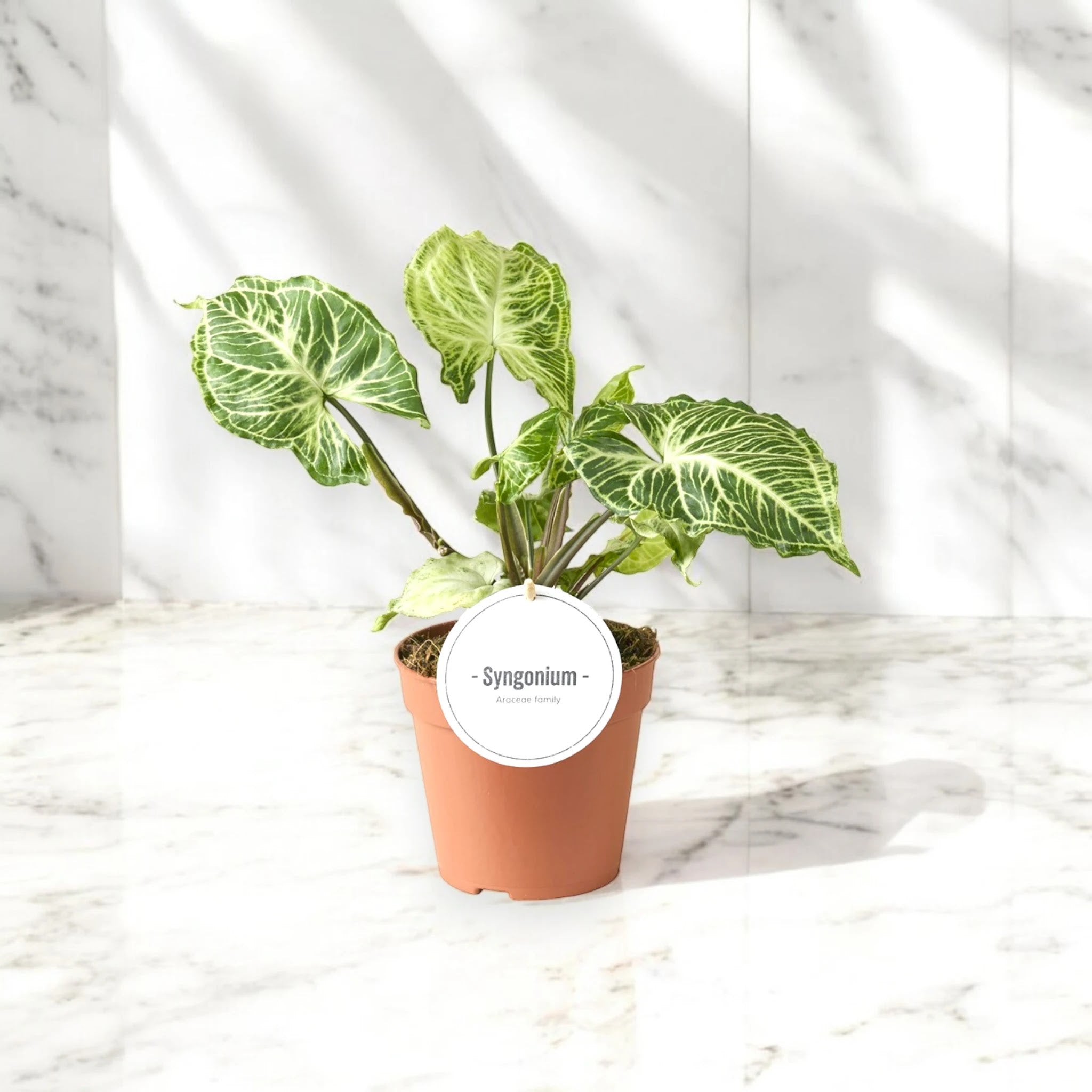 Syngonium 'Batik'