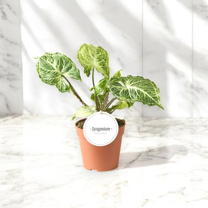 Syngonium 'Batik'
