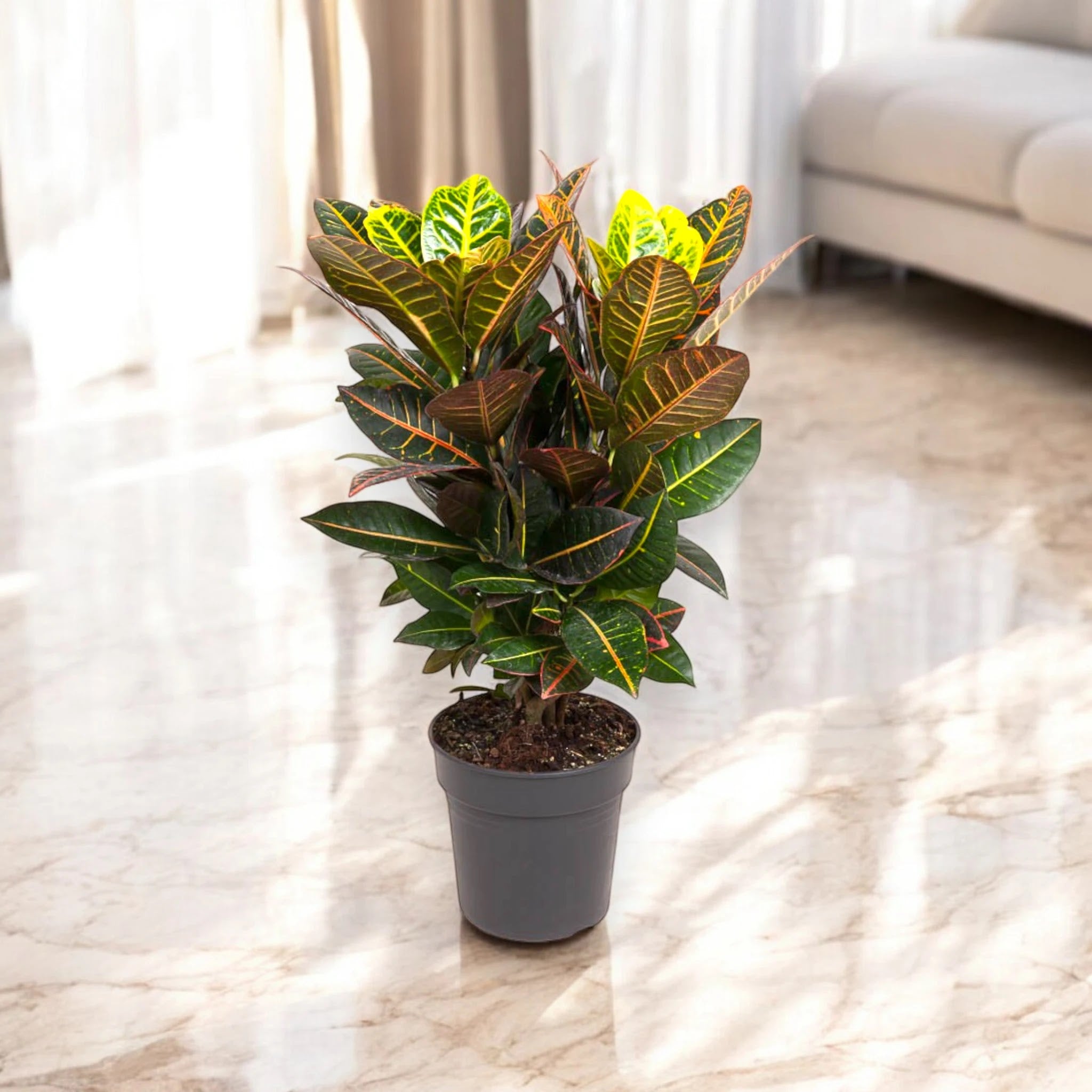 Codiaeum variegatum 'Petra'