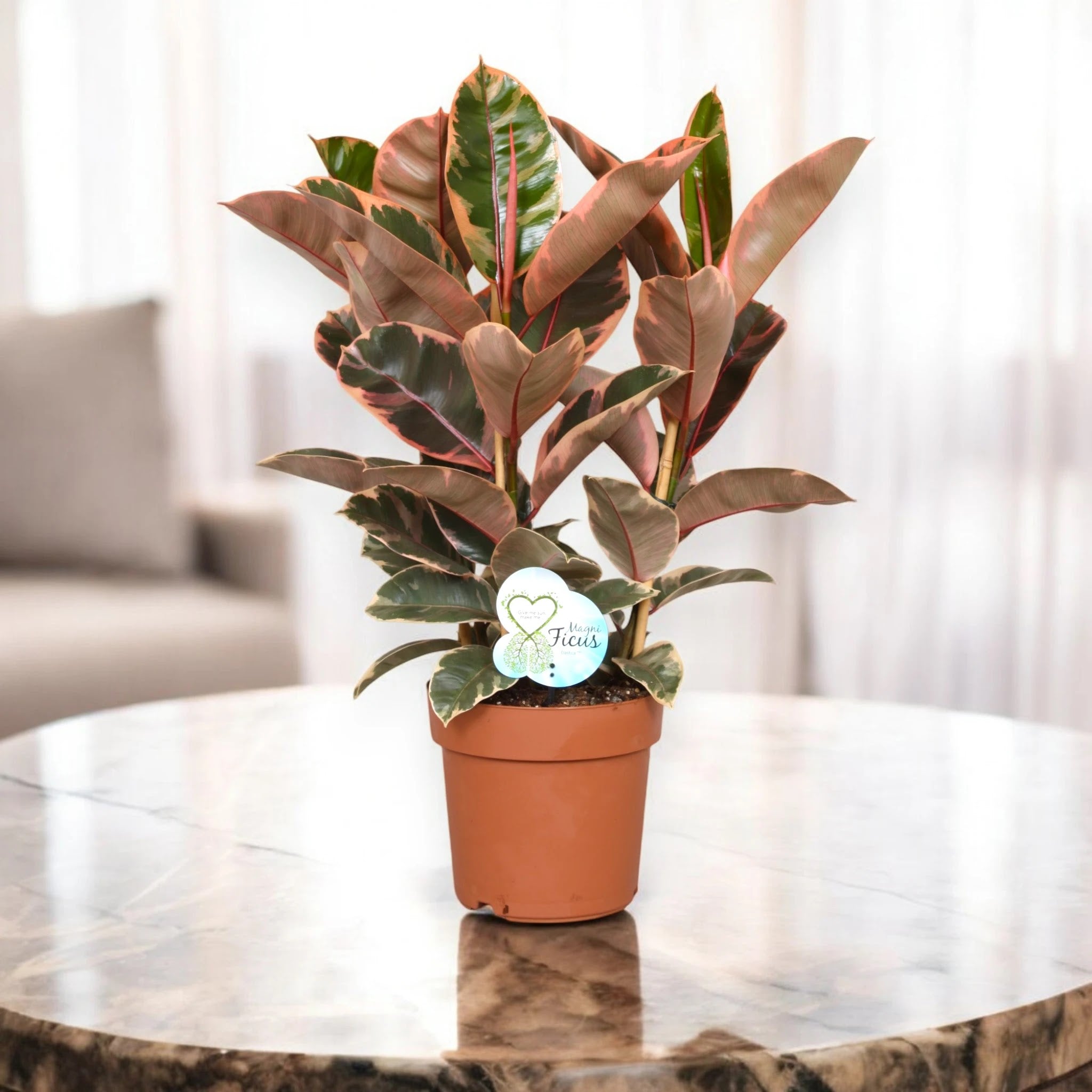 Ficus elastica 'Belize'