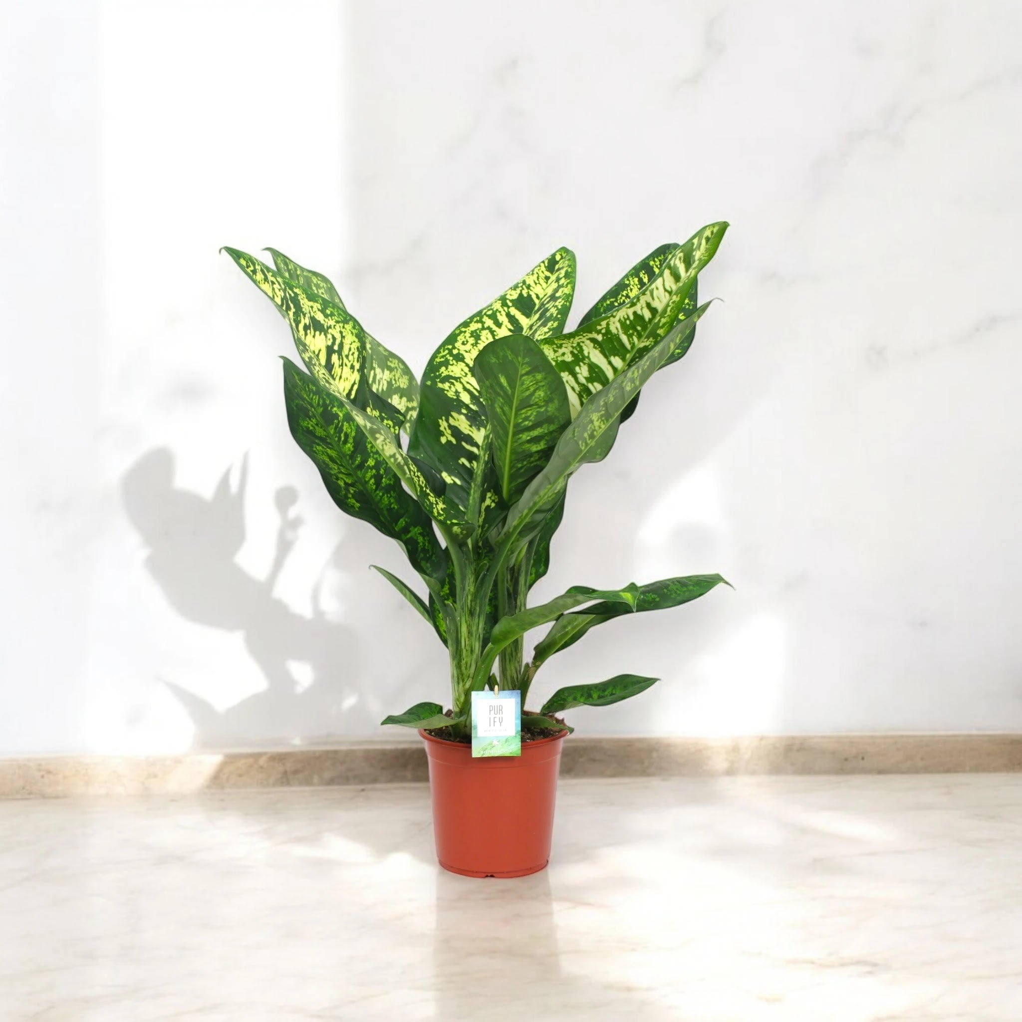 Dieffenbachia seguine 'Crown'