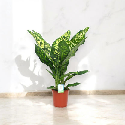 Dieffenbachia seguine 'Crown'