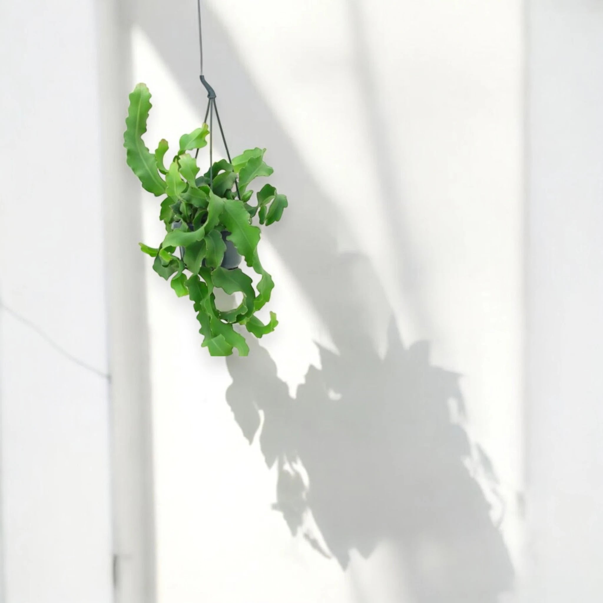 Epiphyllum guatemalense