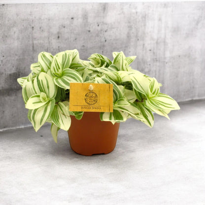 Tradescantia cerinthoides Brightness