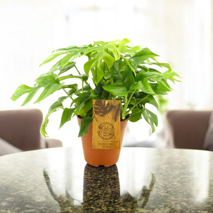 Monstera Minima - Rhaphidophora tetrasperma