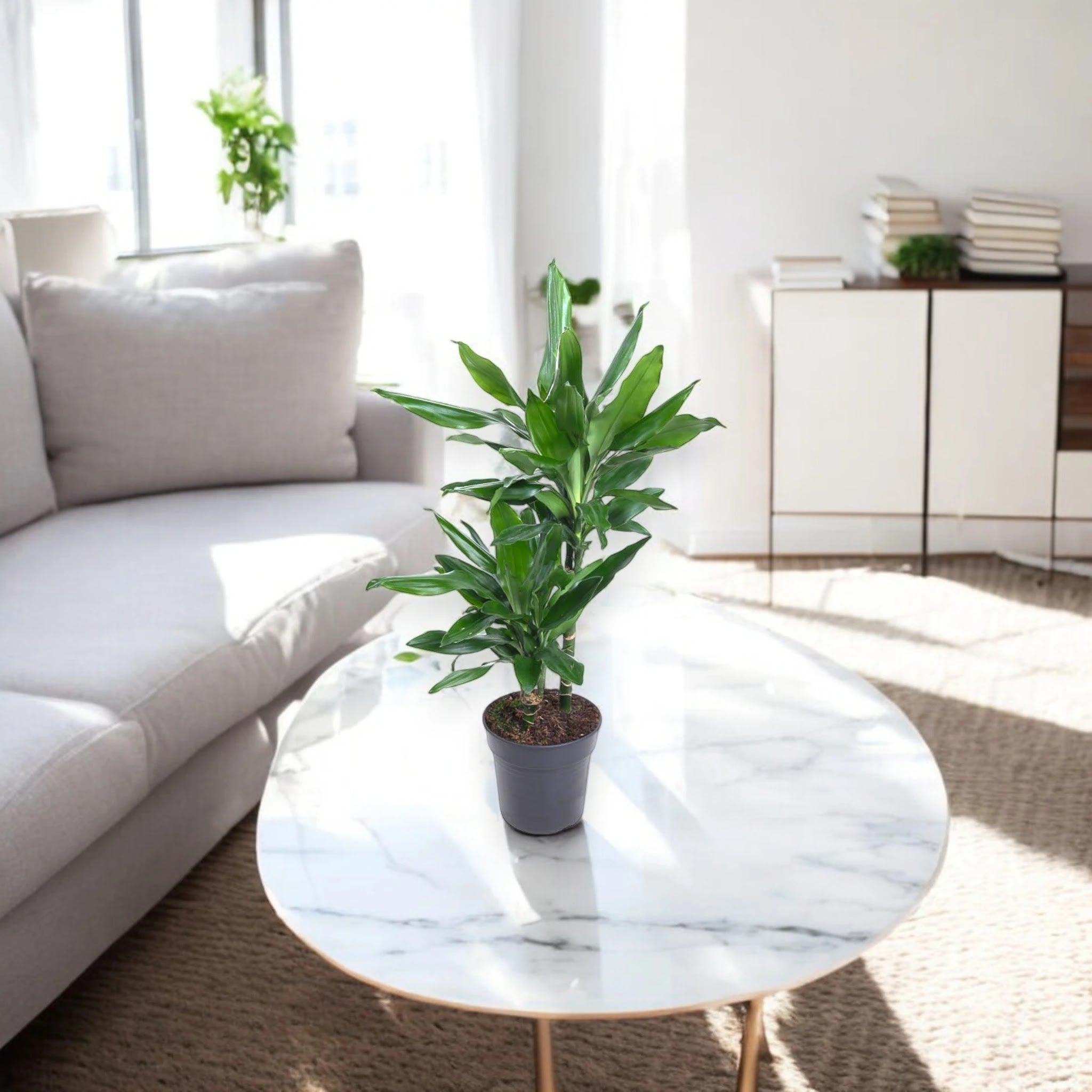 Dracaena fragrans 'Janet Lind'