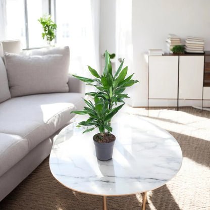 Dracaena fragrans 'Janet Lind'
