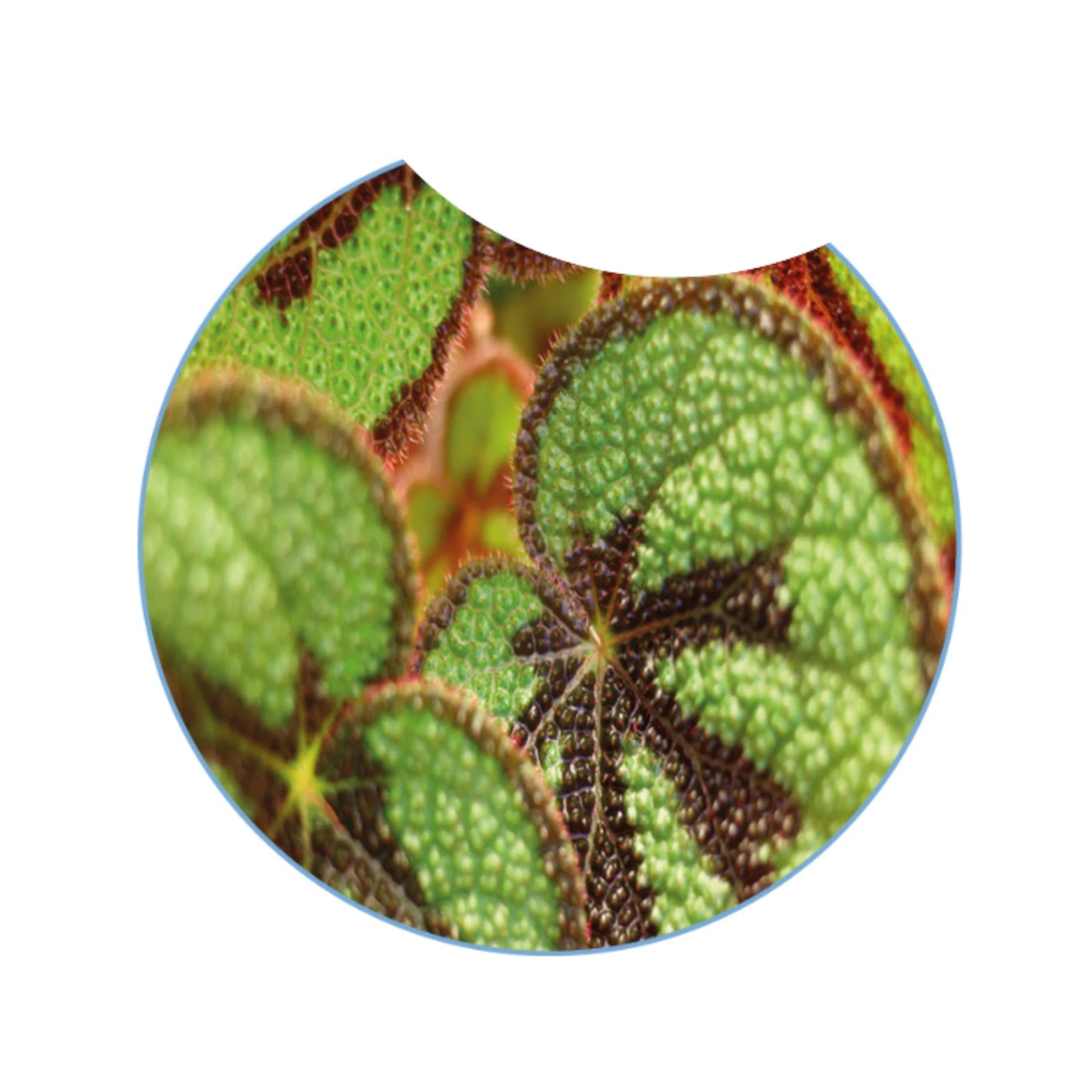 Begonia masoniana