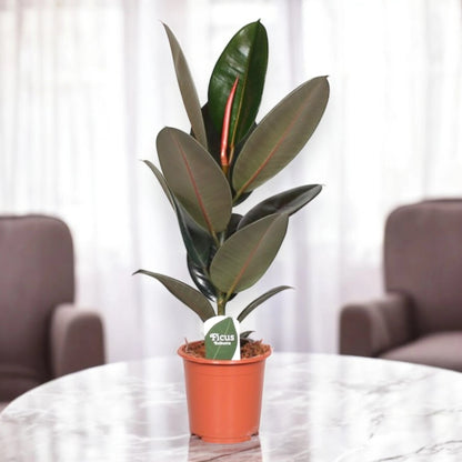 Ficus elastica 'Abidjan'