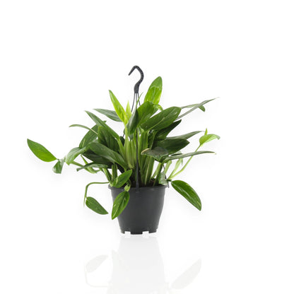 Philodendron Cobra in vaso con foglie verdi dalle caratteristiche venature argentate