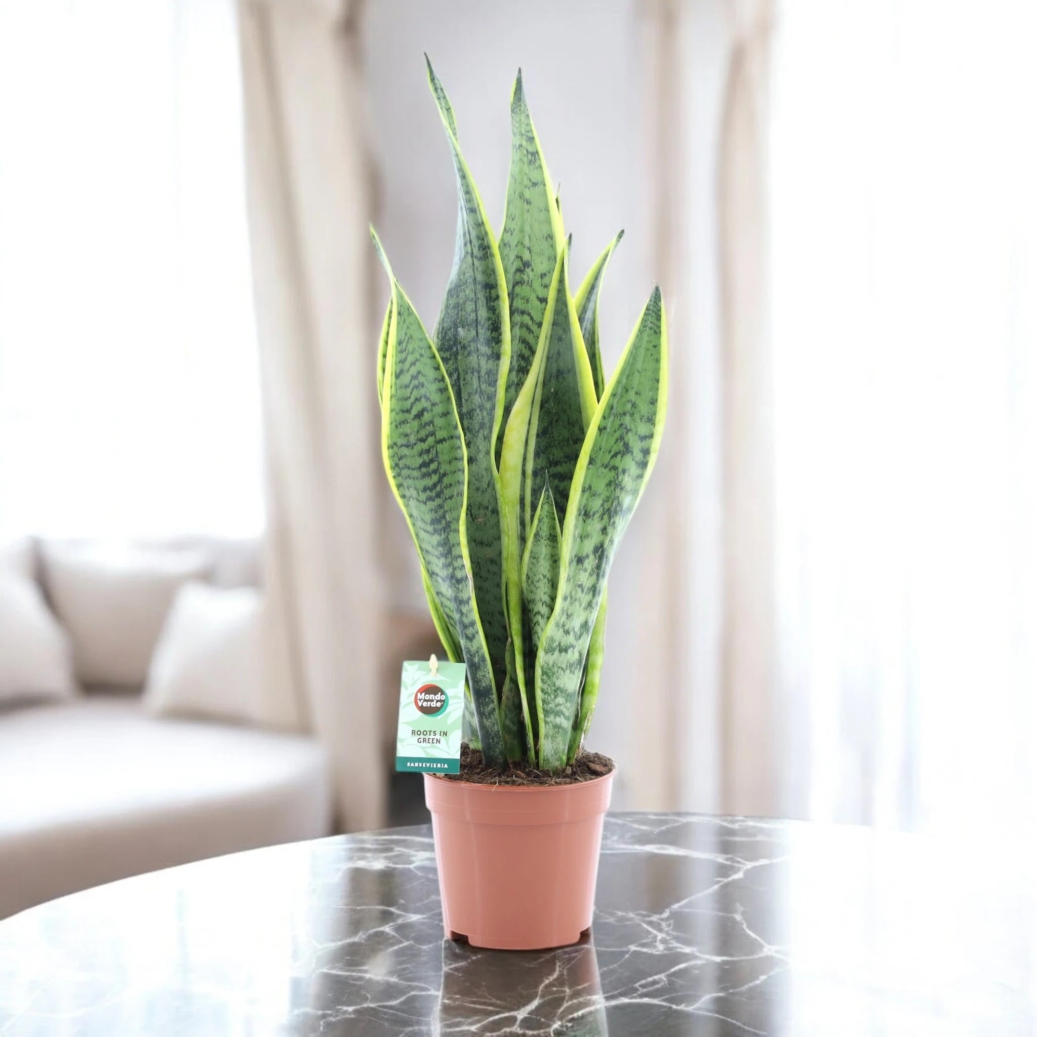 Sansevieria trifasciata 'Laurentii'