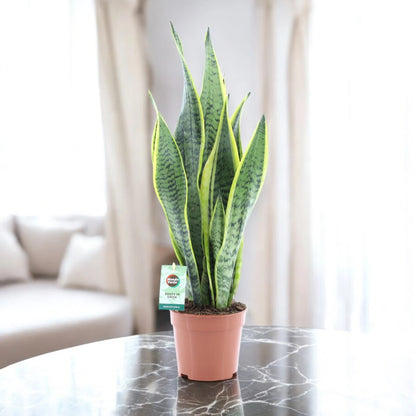 Sansevieria trifasciata 'Laurentii'