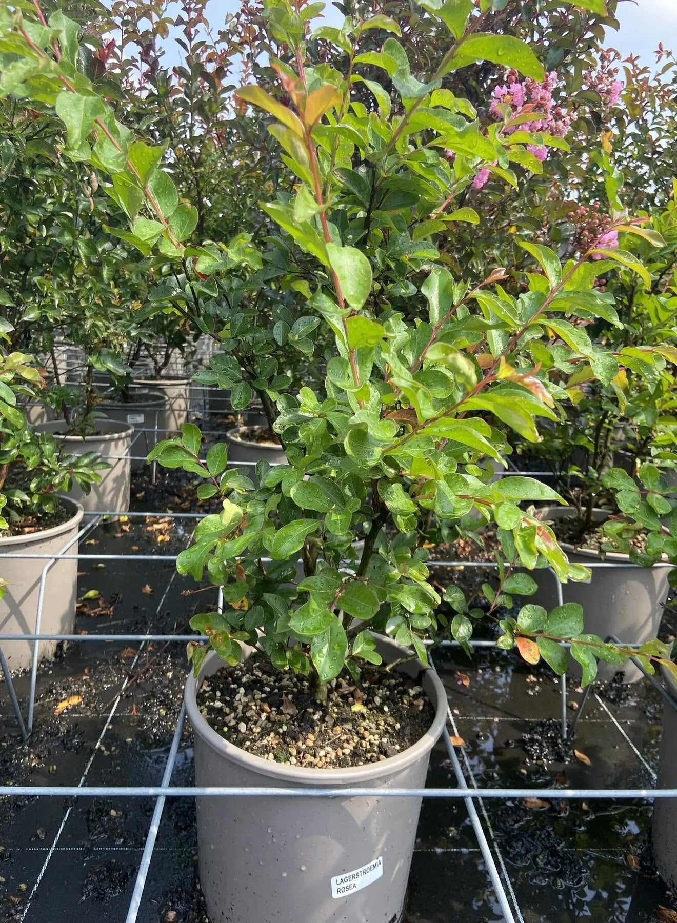 Dettaglio fiori rosa della Lagerstroemia indica Rosea, infiorescenze a pannocchia