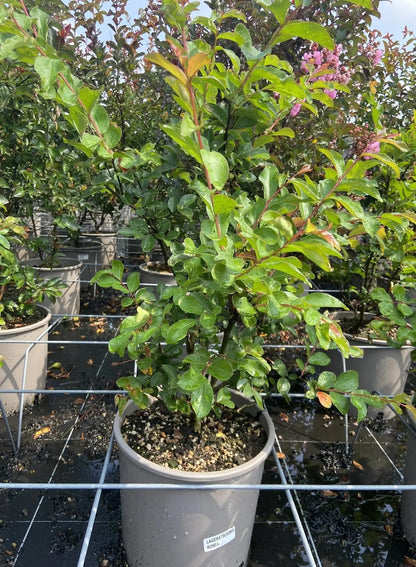 Dettaglio fiori rosa della Lagerstroemia indica Rosea, infiorescenze a pannocchia