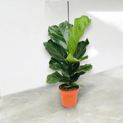 Ficus lyrata
