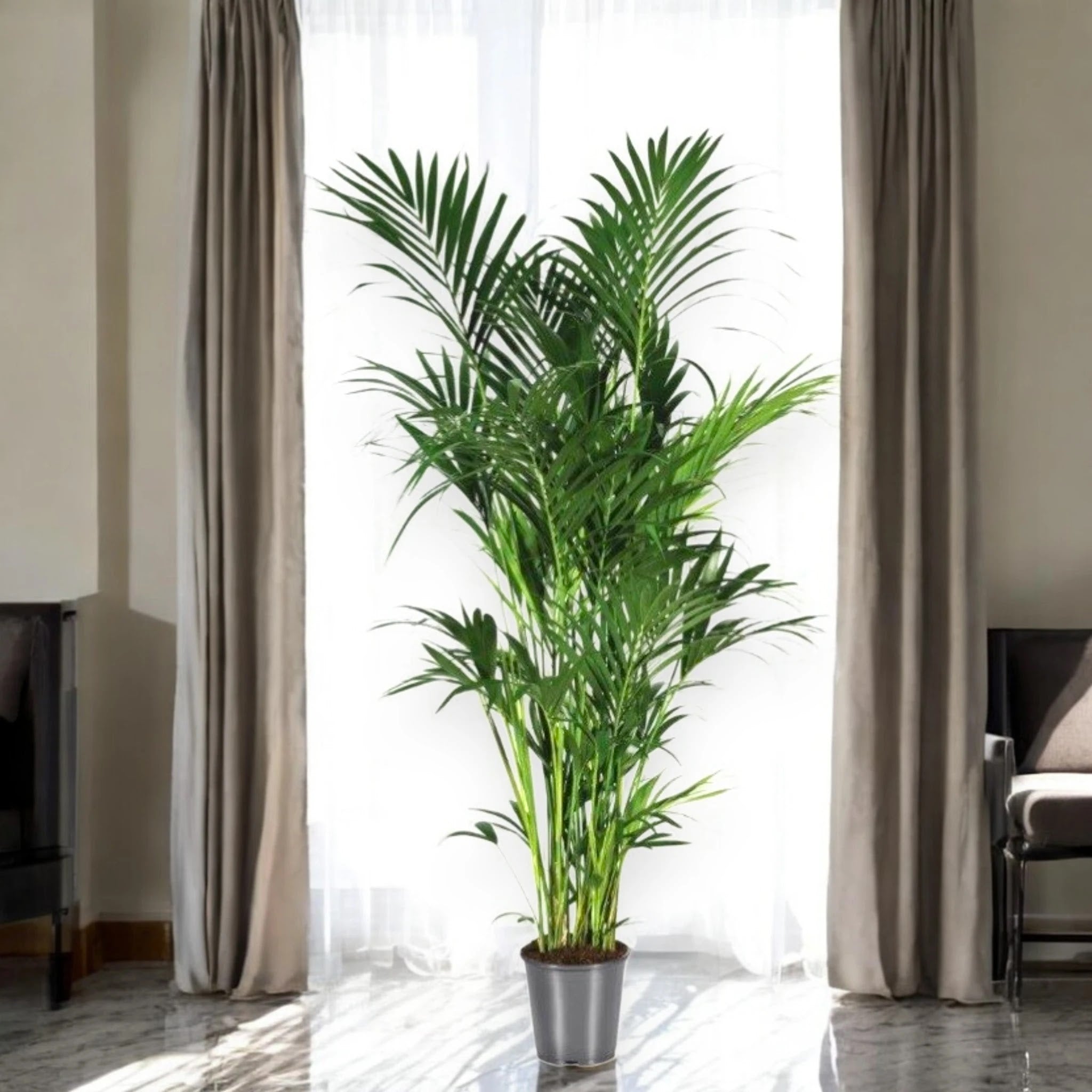 Howea forsteriana (Kentia)