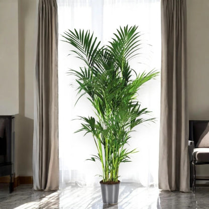 Howea forsteriana (Kentia)