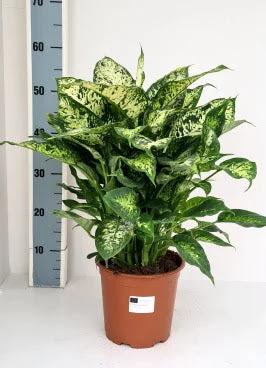 Dieffenbachia Compacta in vaso con foglie variegate verde e crema in ambiente domestico