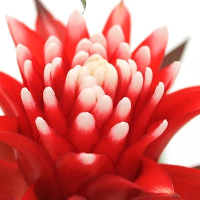 Guzmania 'Hope'