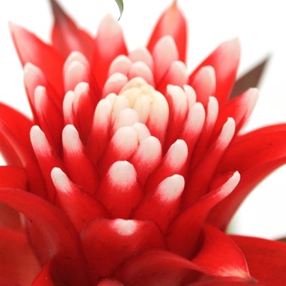 Guzmania 'Hope'
