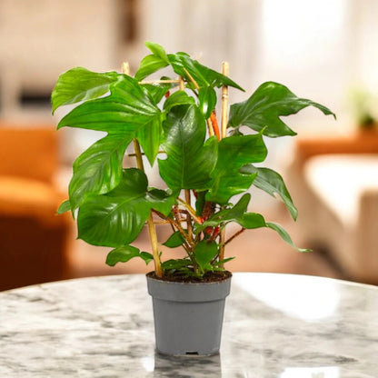 Dettaglio picciolo rosso-arancio peloso e foglia profondamente incisa di Philodendron squamiferum