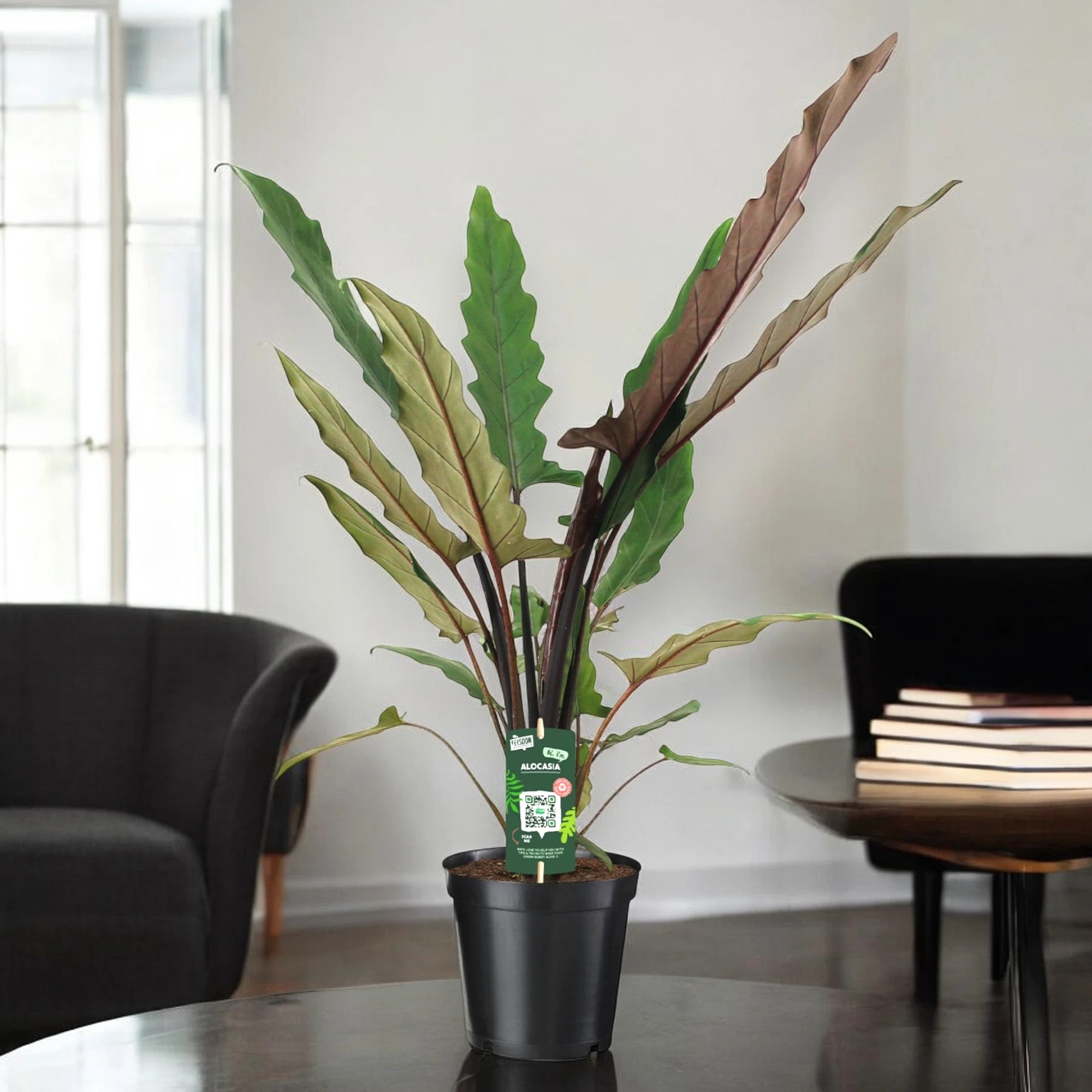 Alocasia lautebarchiana