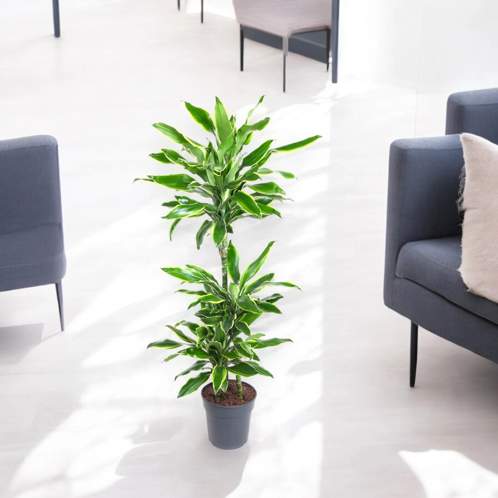 Dracaena fragrans 'Golden coast'