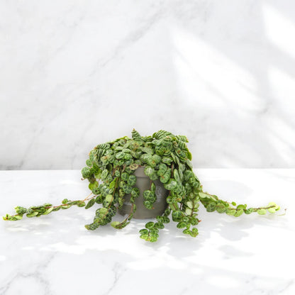 Peperomia prostrata