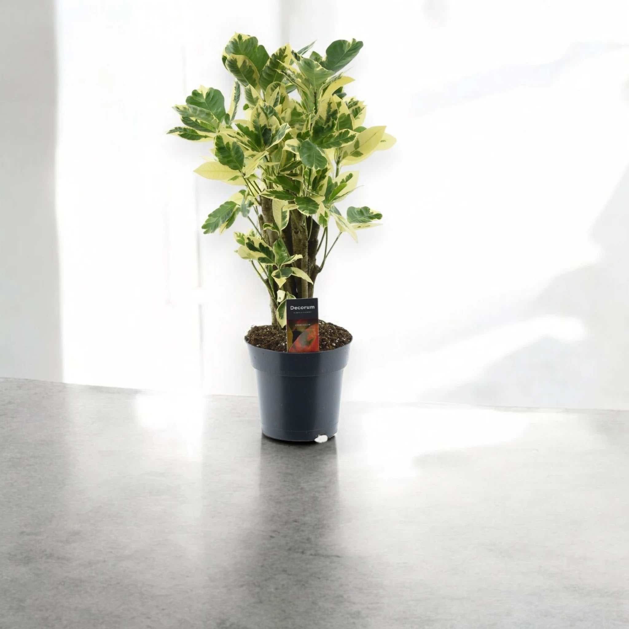 Codiaeum variegatum 'Eburneum'