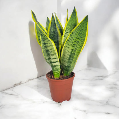 Sansevieria trifasciata 'Futura Superba'