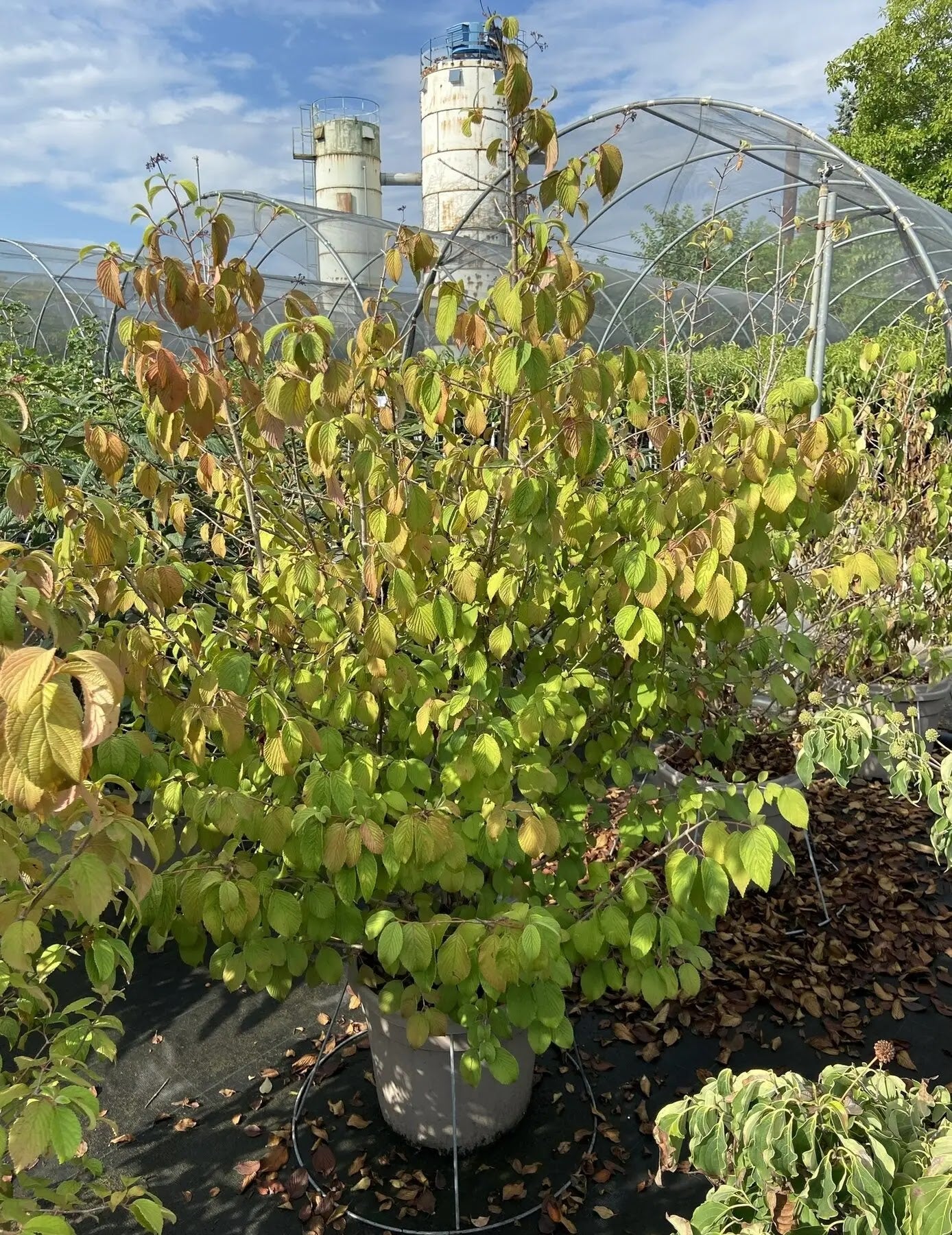 Viburno - Viburnum 'Plicatum Mariesii'
