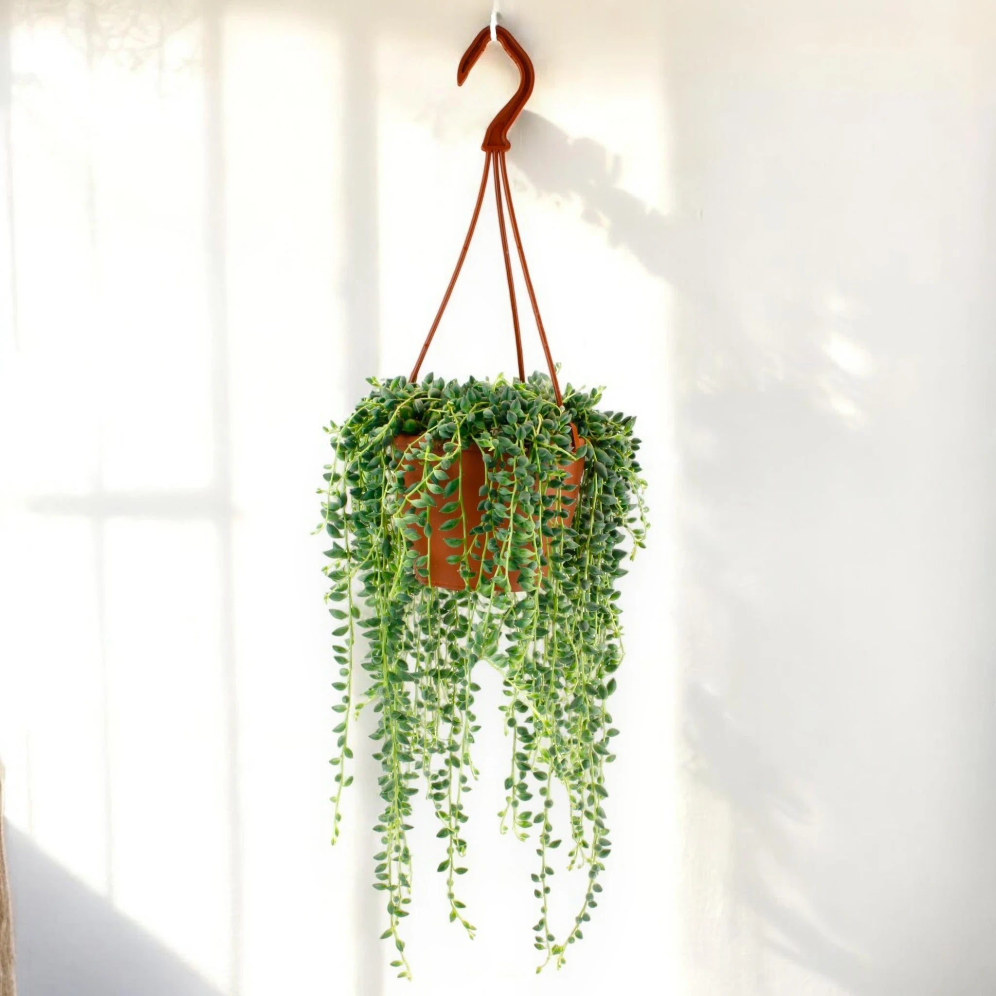 Senecio herreianus