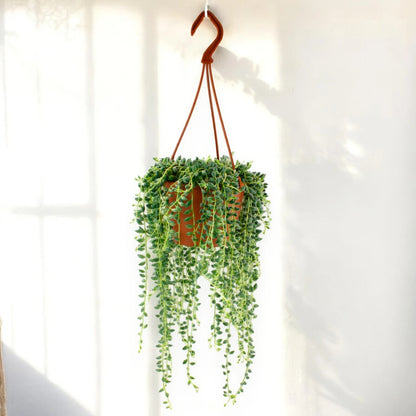 Senecio herreianus