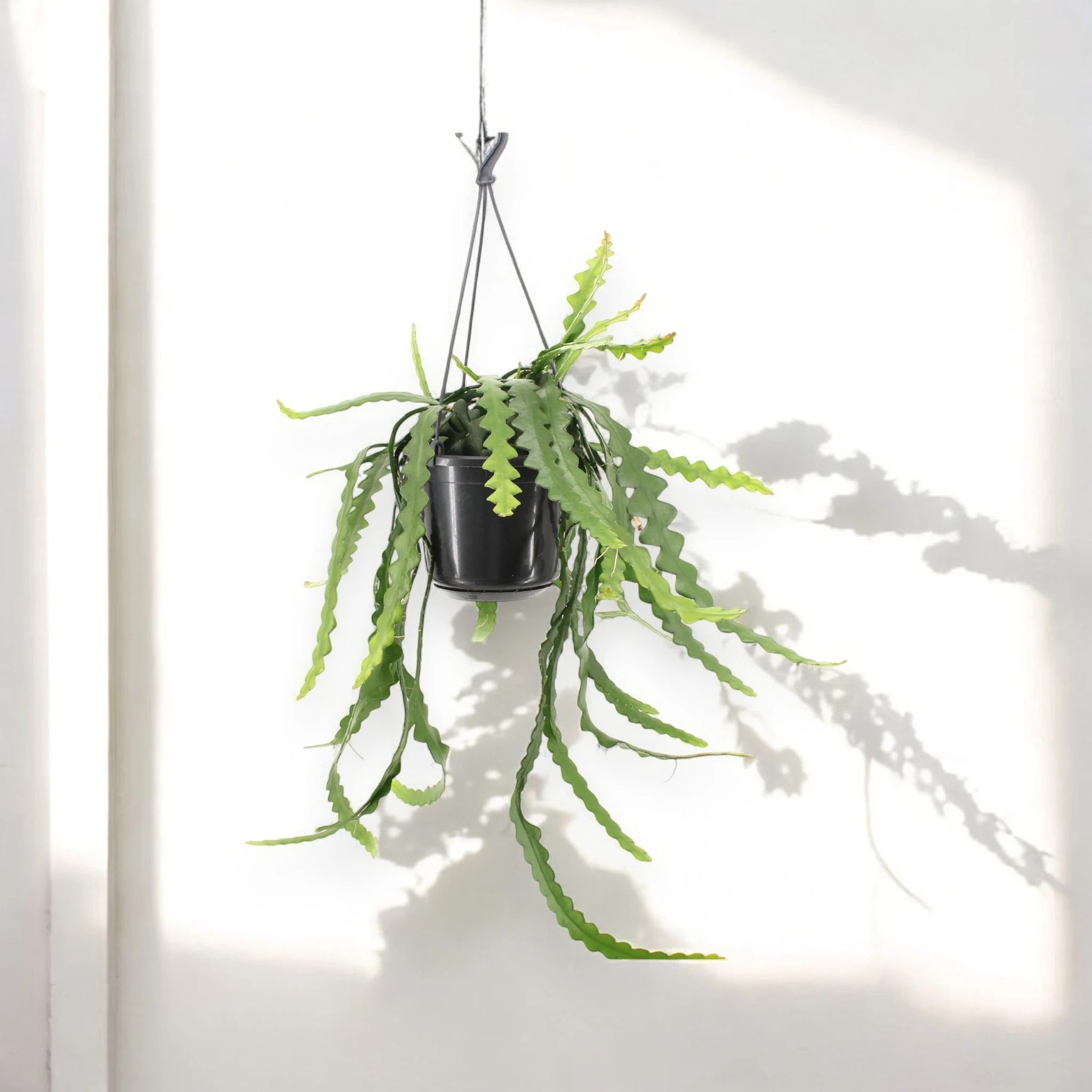 Epiphyllum anthonyanus