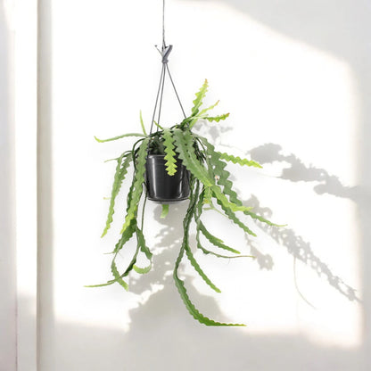 Epiphyllum anthonyanus