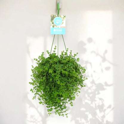 Dettaglio foglie carnose variegate di Peperomia Isabelle con bordi chiari e centro verde