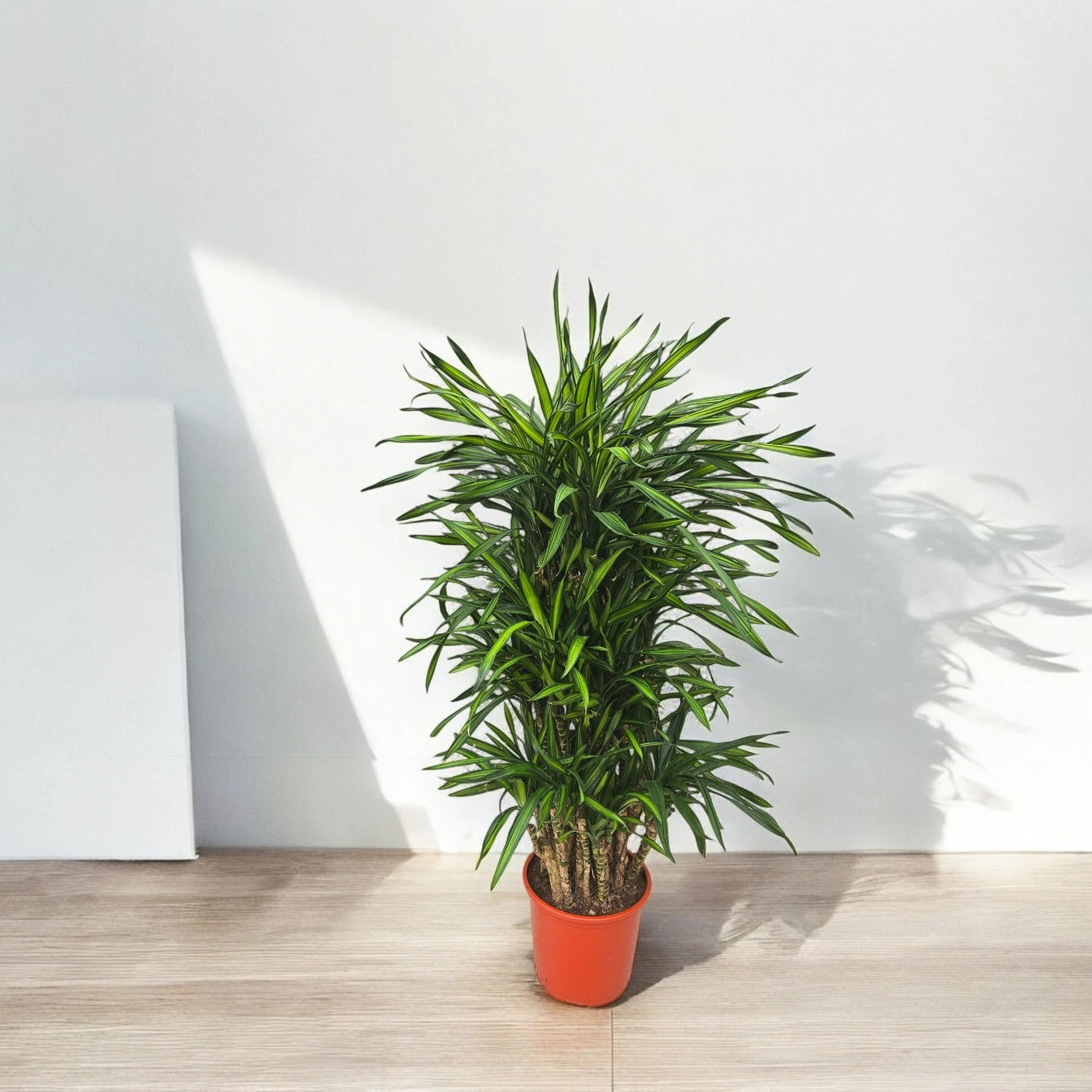 Dettaglio delle foglie di Dracaena fragrans 'Riki' con striature giallo crema su verde scuro