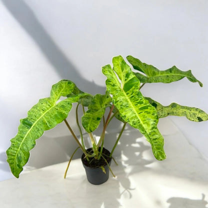 Philodendron paraiso Verde