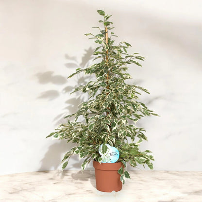 Ficus benjamina 'Twilight'