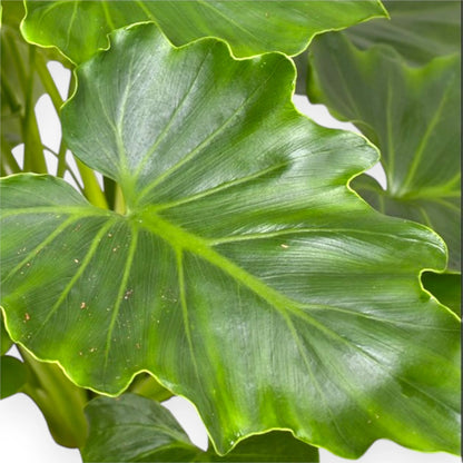 Philodendron bipinnatifidum Shangri-la in vaso, pianta da interno con foglie profondamente incise
