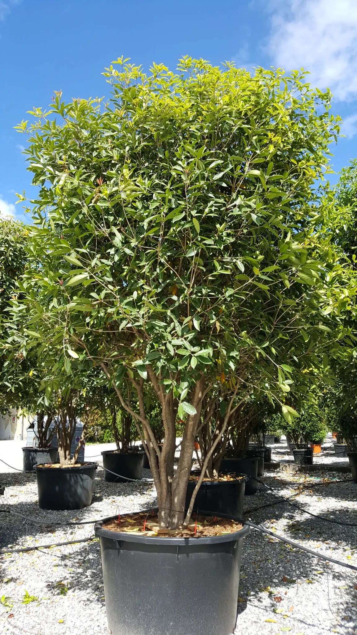 Osmanthus armatus arbusto sempreverde con foglie dentate verde scuro lucide in giardino