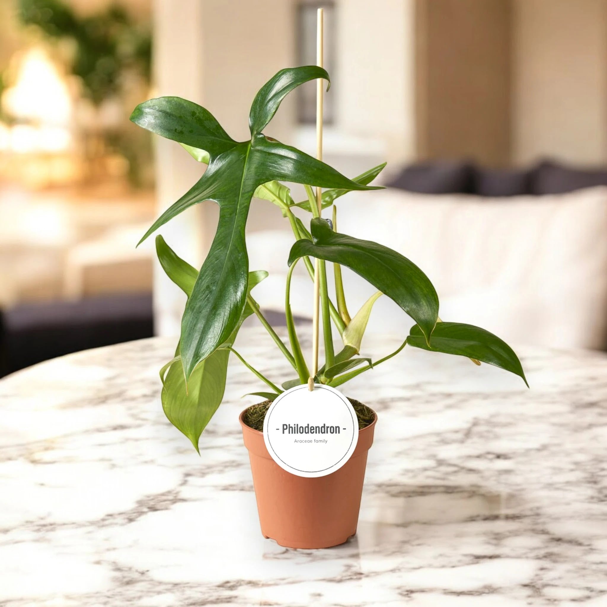 Philodendron 'Gladhands'