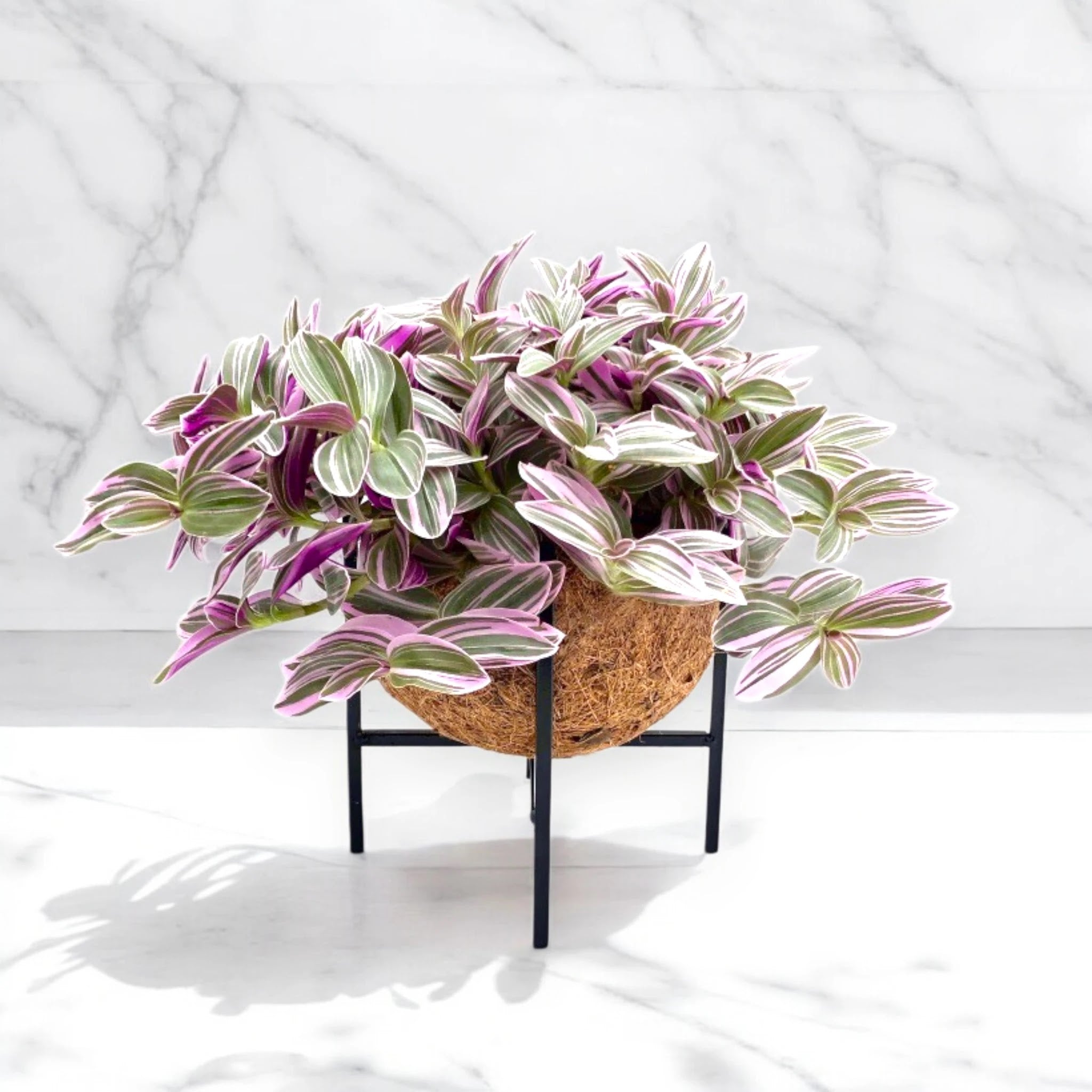 Tradescantia cerinthoides Sweetness