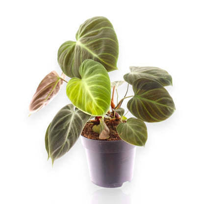 Philodendron Choco Red in vaso con foglie bordeaux e verdi scure in ambiente domestico moderno