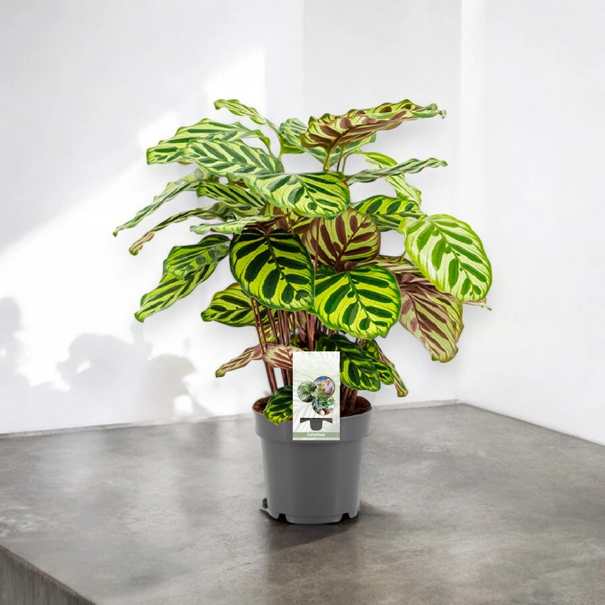 Calathea makoyana