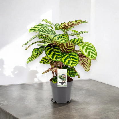 Calathea makoyana