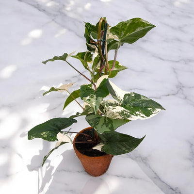 Syngonium variegata 'Alba'
