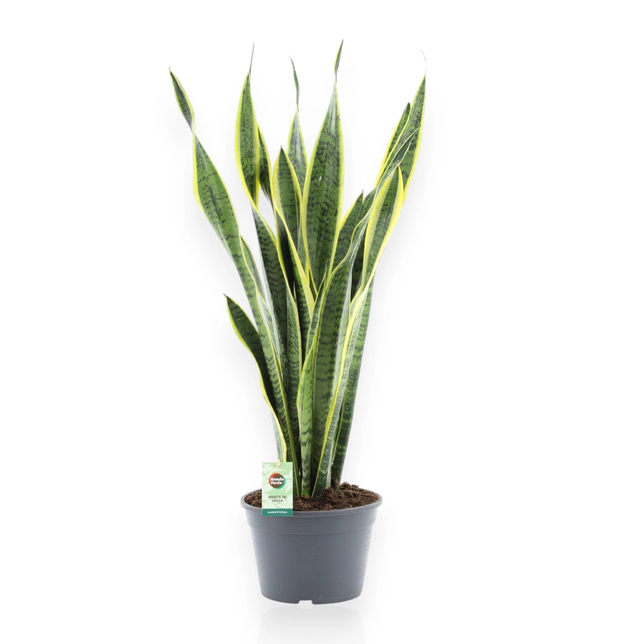Sansevieria trifasciata 'Laurentii'